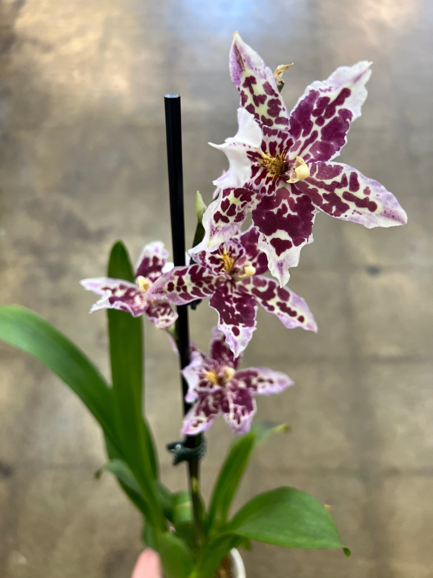 Oncidium orchid