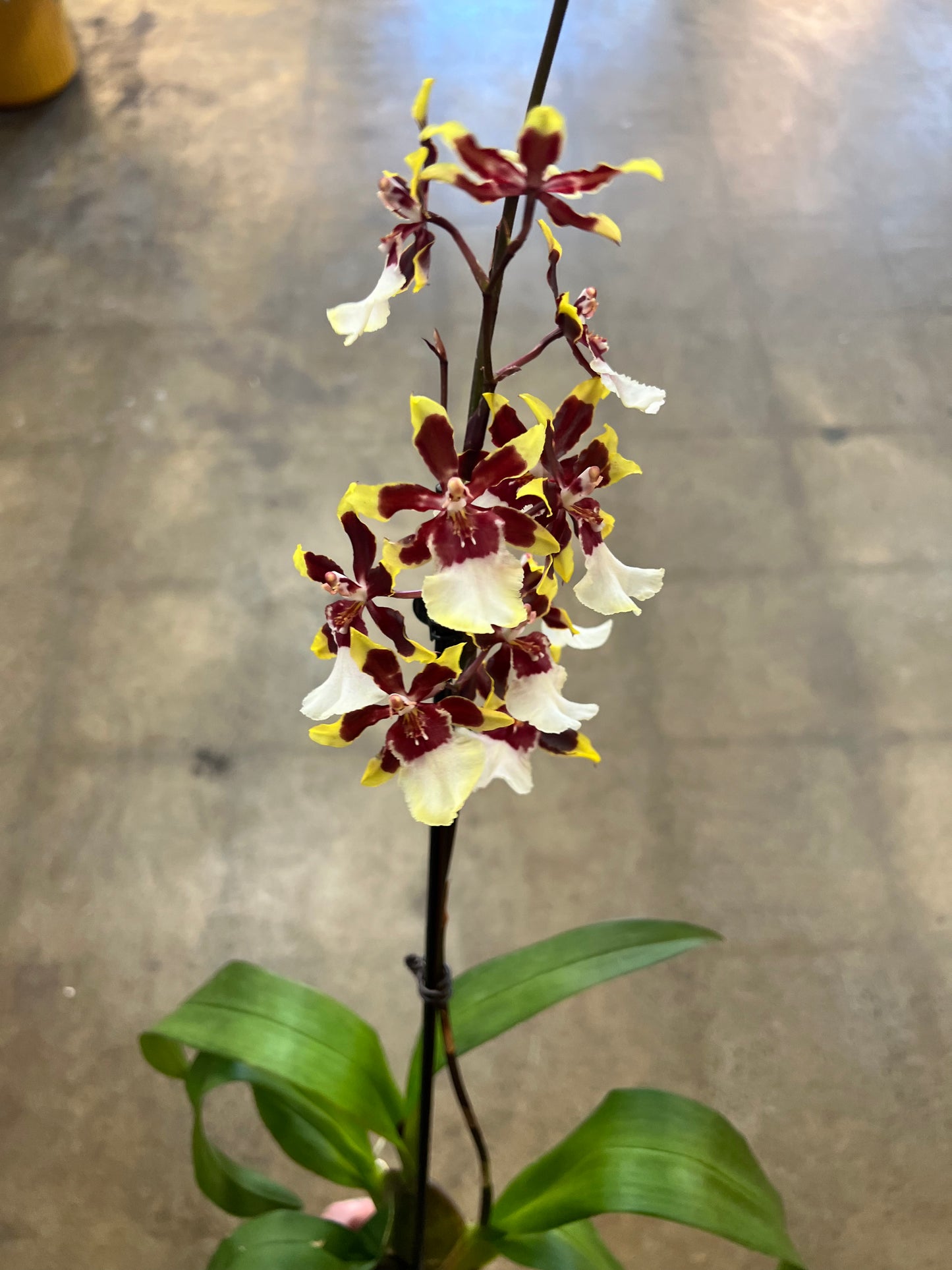 Oncidium orchid