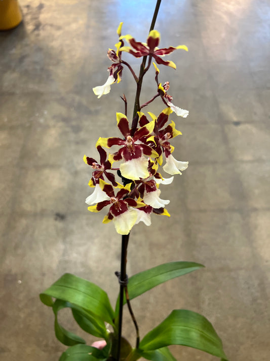 Oncidium orchid