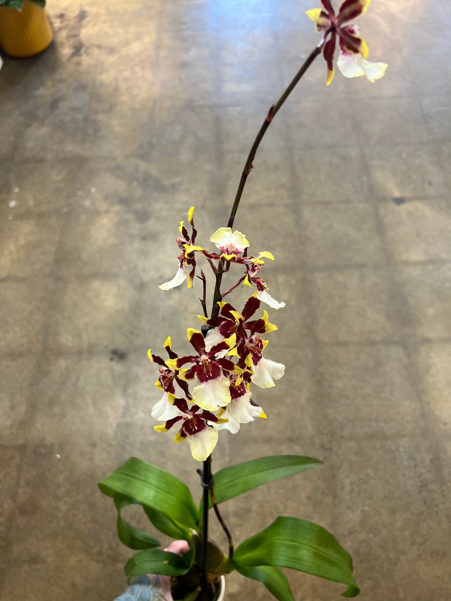 Oncidium orchid