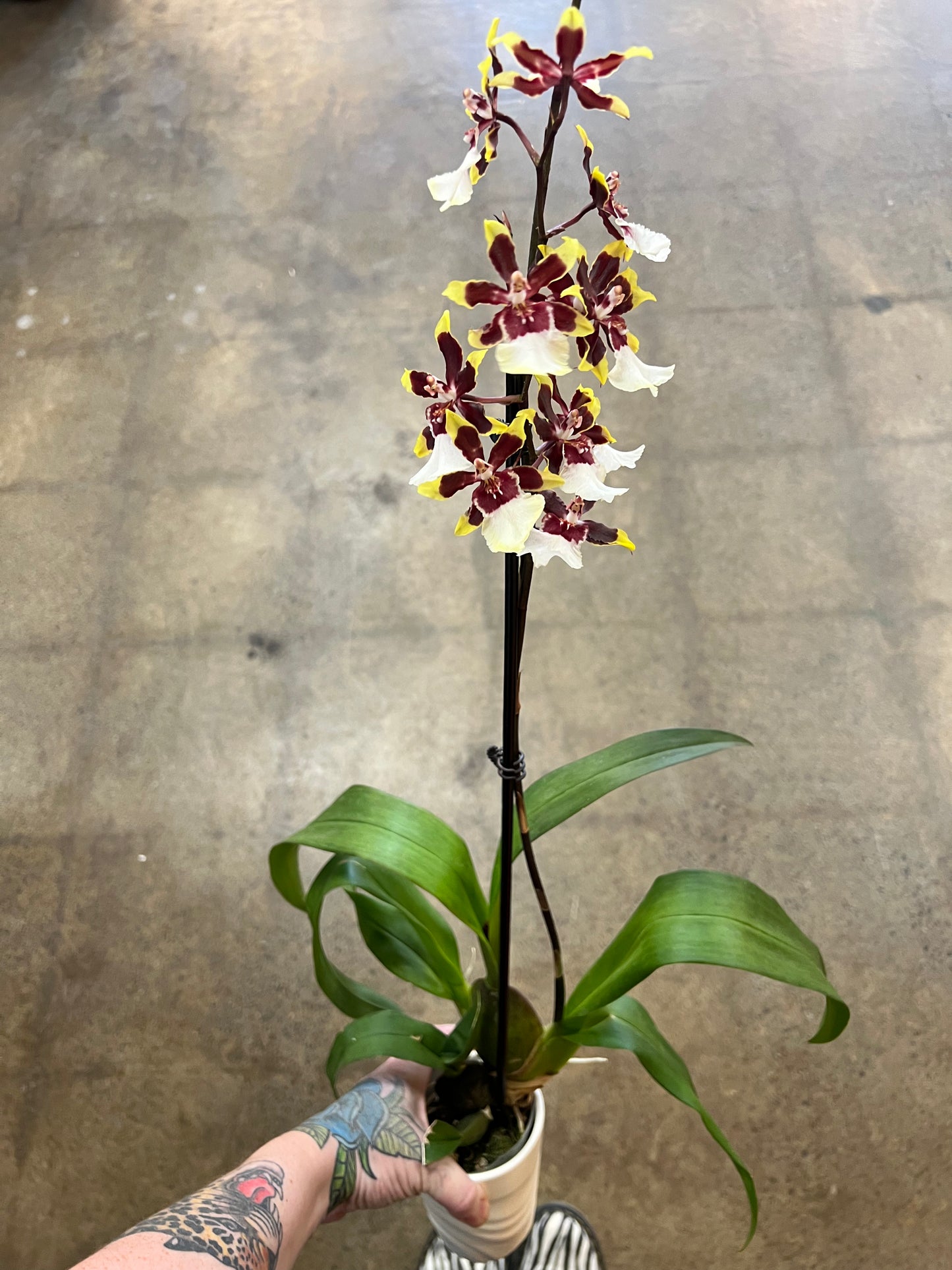 Oncidium orchid