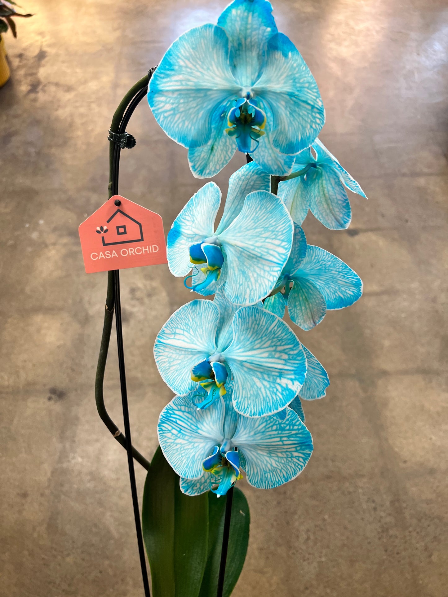Orchidée Infusée