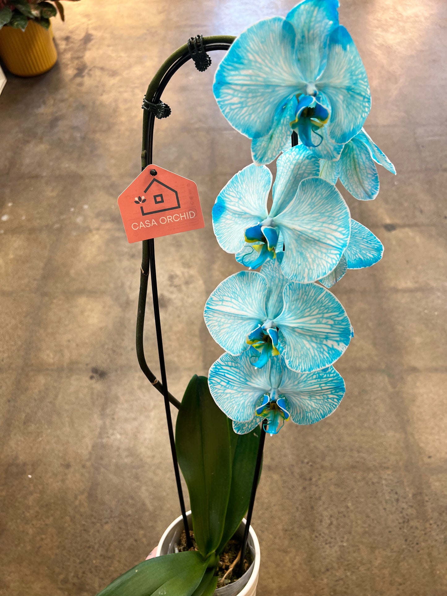 Orchidée Infusée