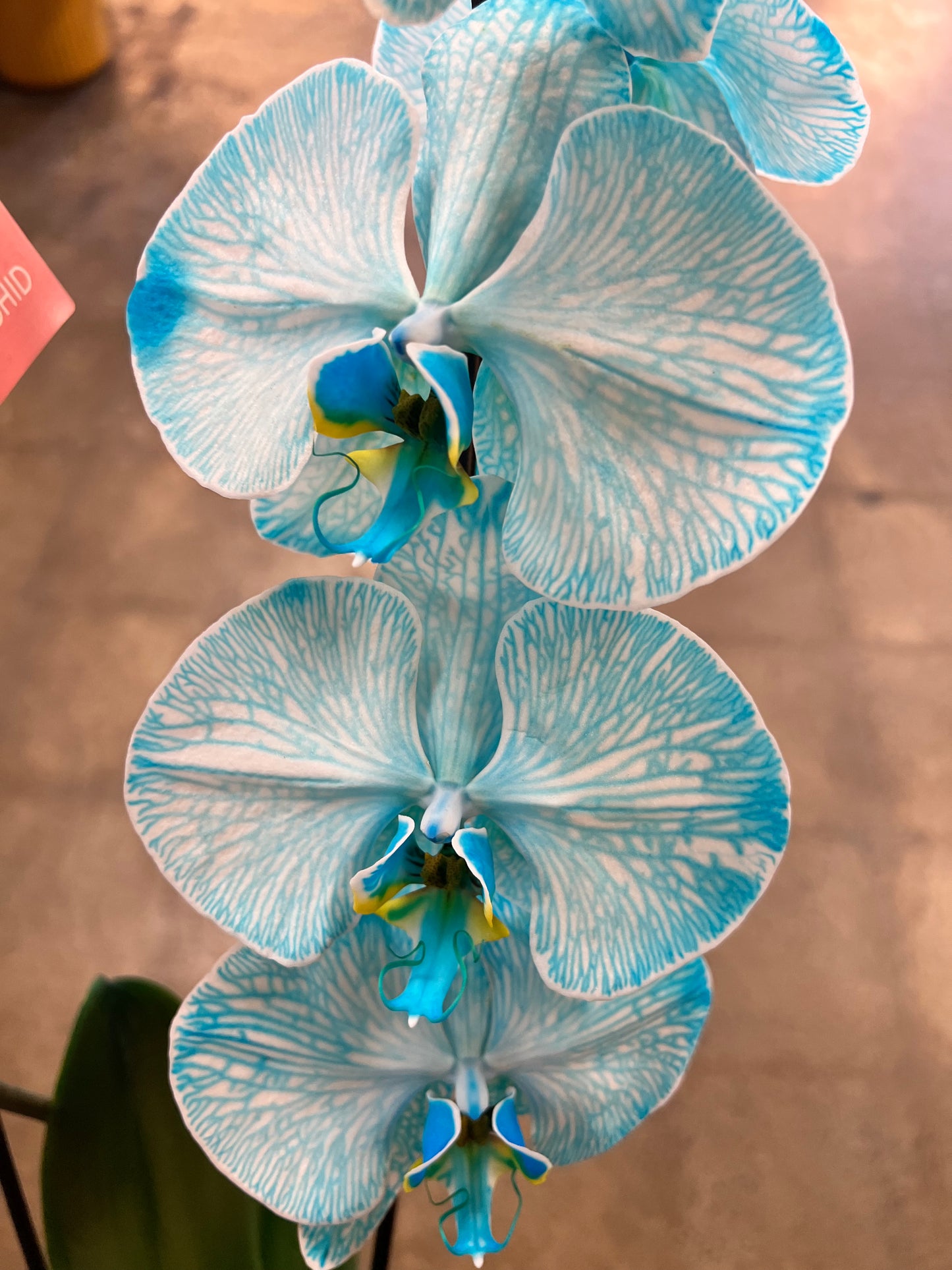 Orchidée Infusée