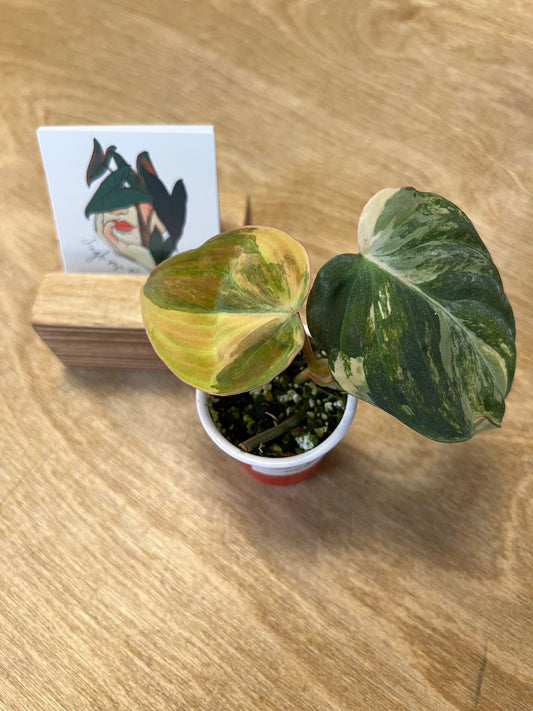 Philodendron Mican Variegata #1