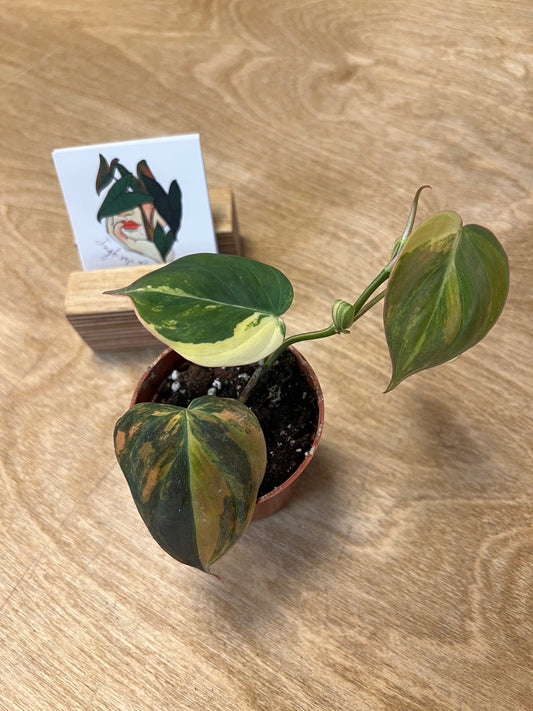 Philodendron Mican Variegata #5 TOP