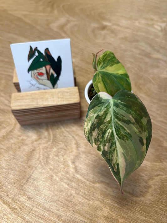 Philodendron Mican Variegata #3