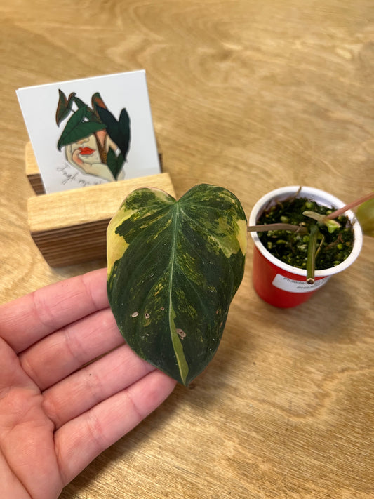 Philodendron Mican Variegata #2