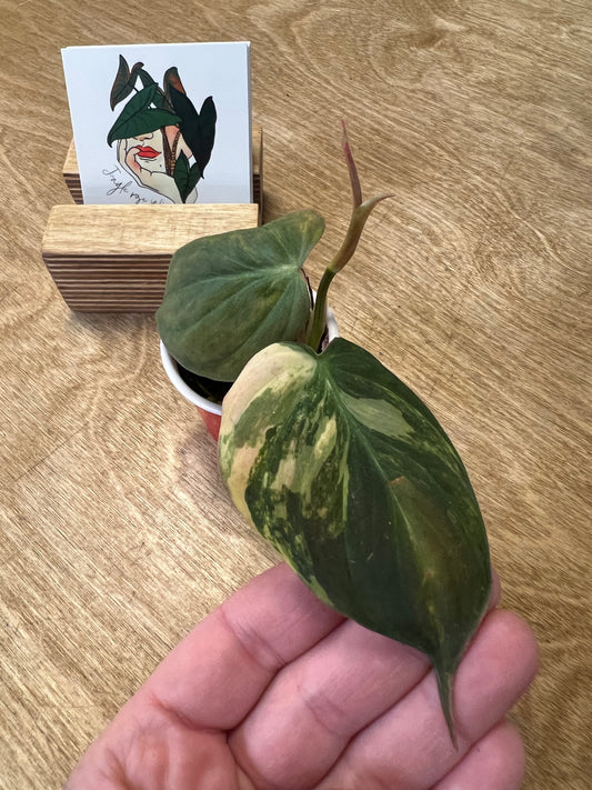 Philodendron Mican Variegata #4