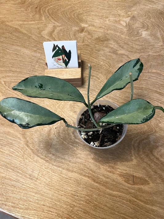 Hoya AH074