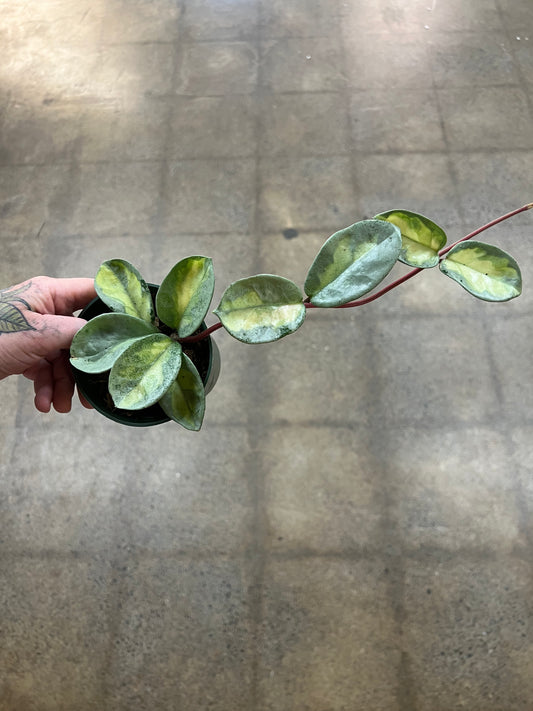 Hoya Argentea Princess