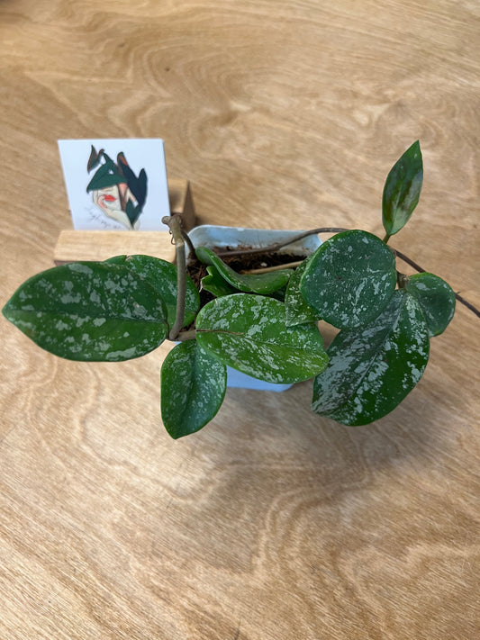 Hoya Carnosa Freckles Splash #1