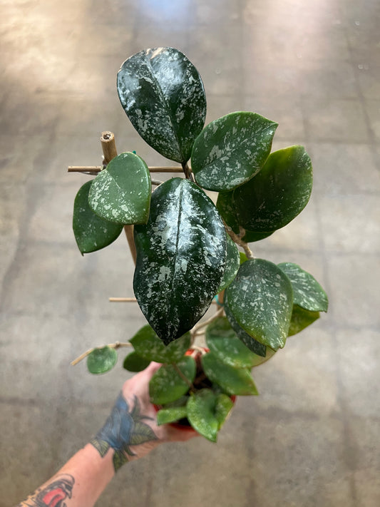 Hoya Carnosa Freckles Splash