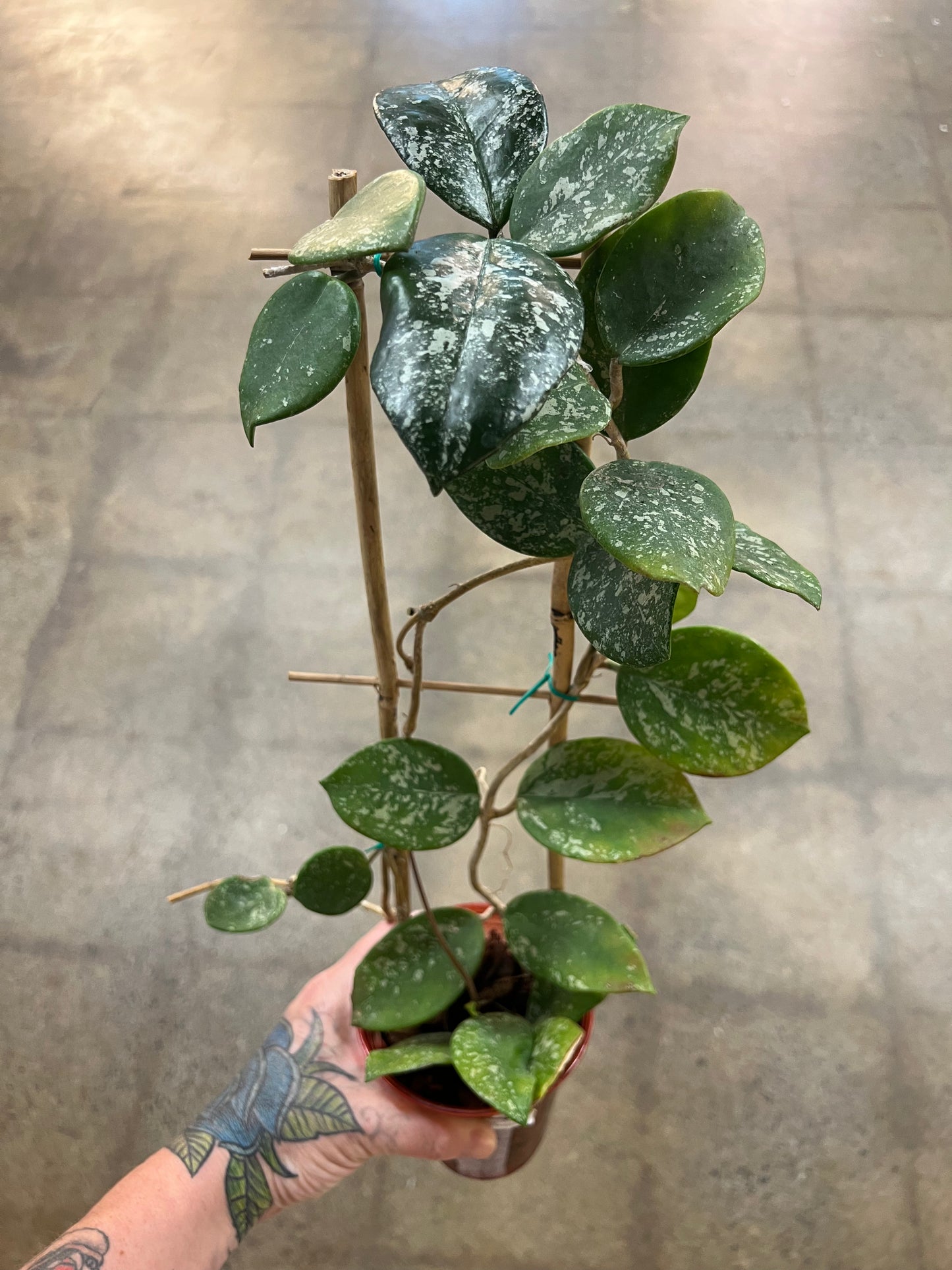 Hoya Carnosa Freckles Splash