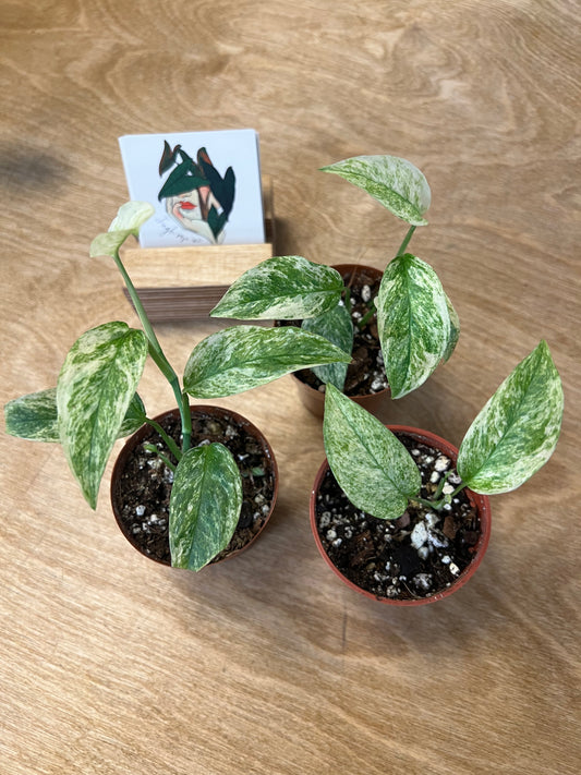 Monstera Laniata Mint
