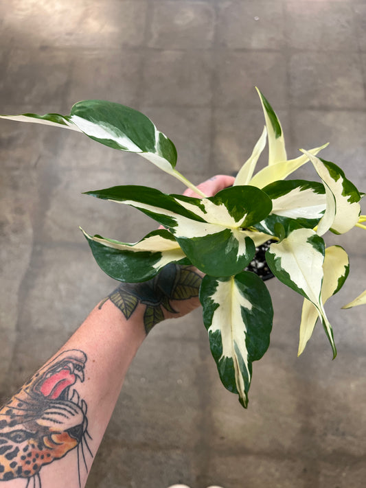 Pothos Manjula Mutant