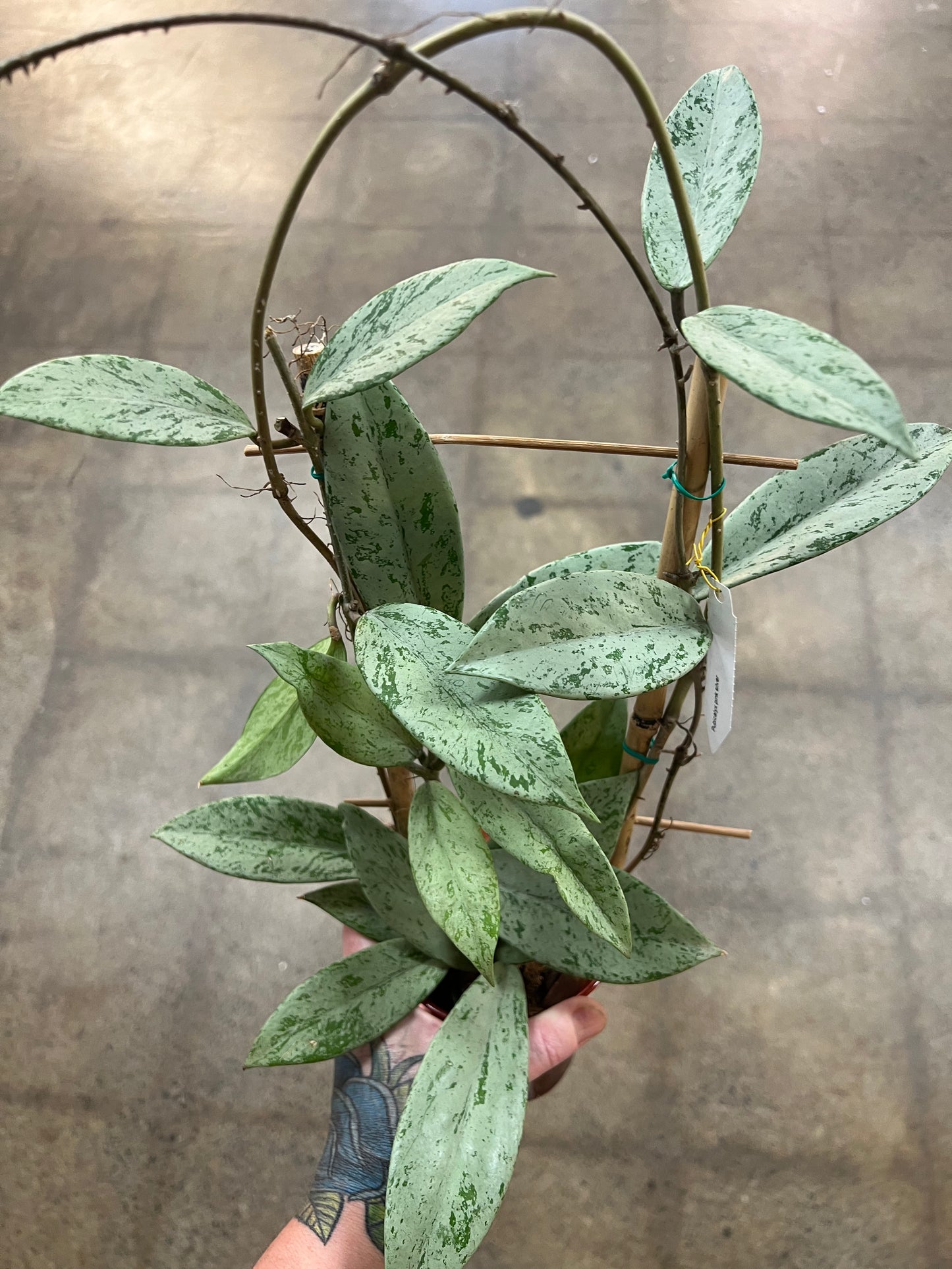 Hoya Pubicalyx pink Silver Slash Ghost