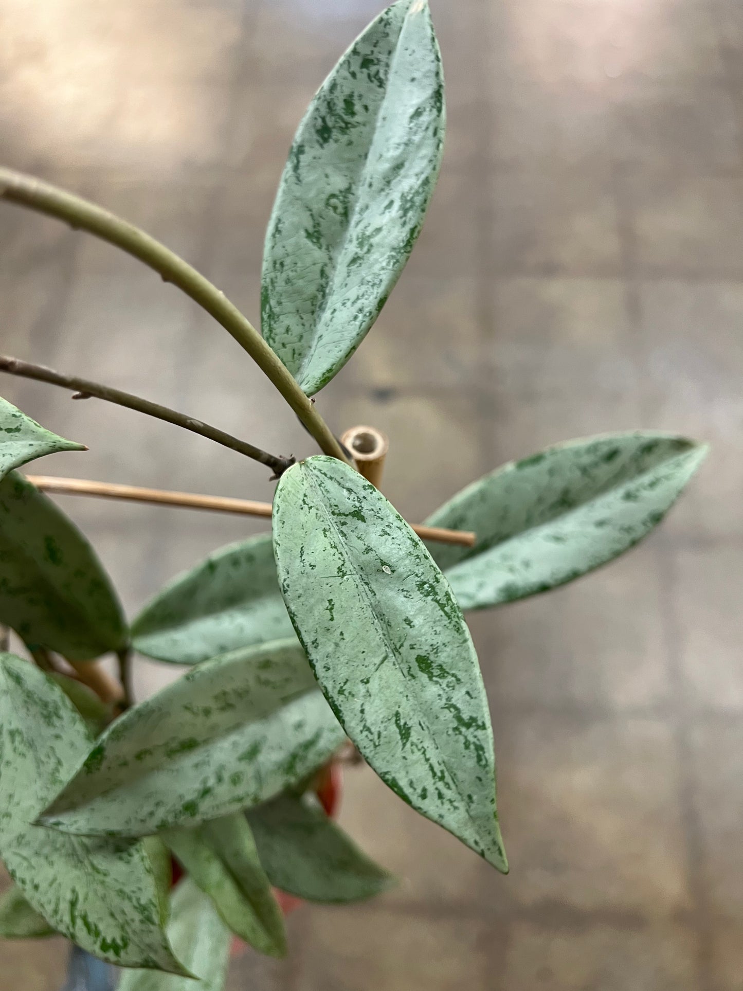 Hoya Pubicalyx pink Silver Slash Ghost