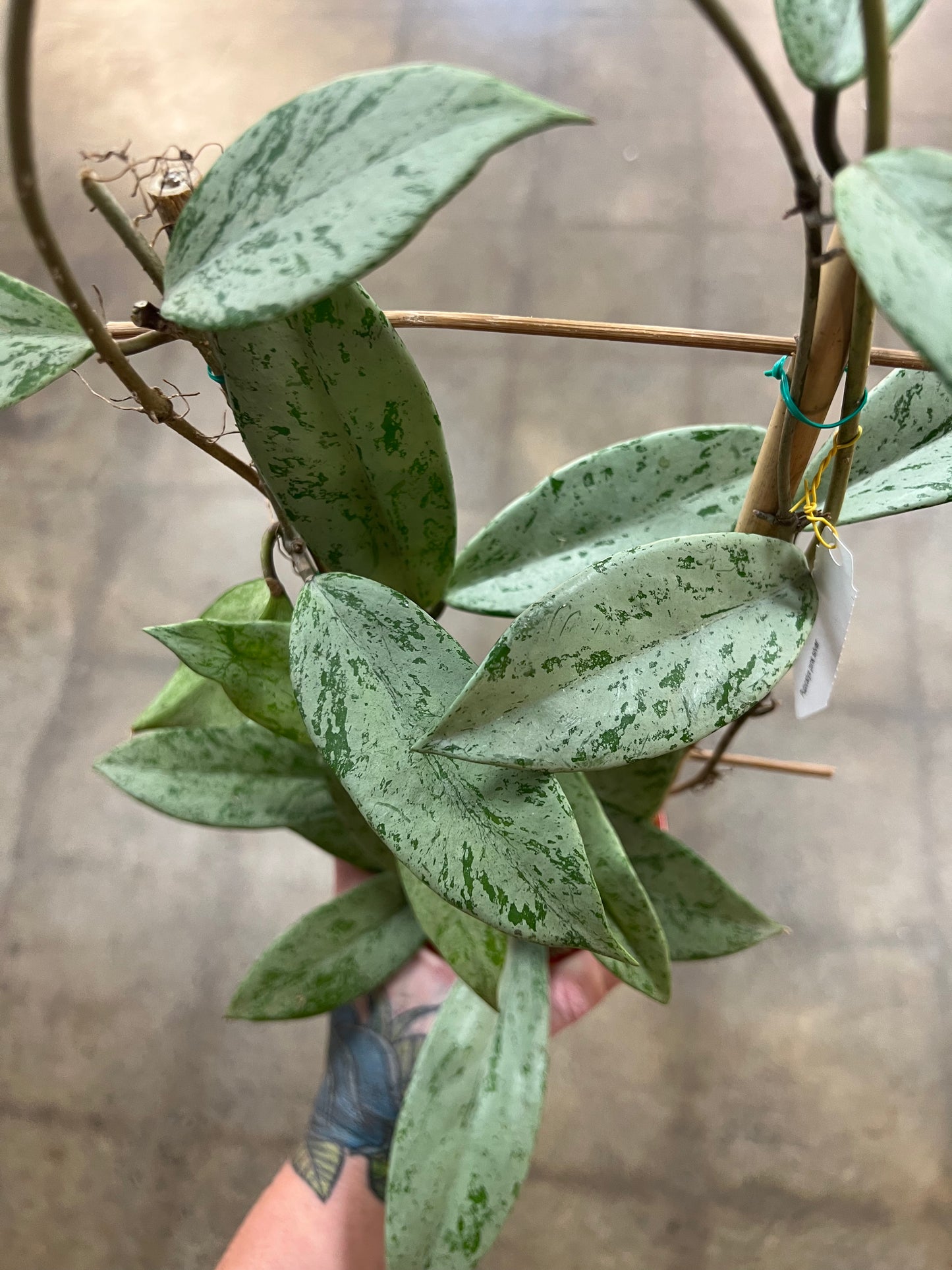 Hoya Pubicalyx pink Silver Slash Ghost