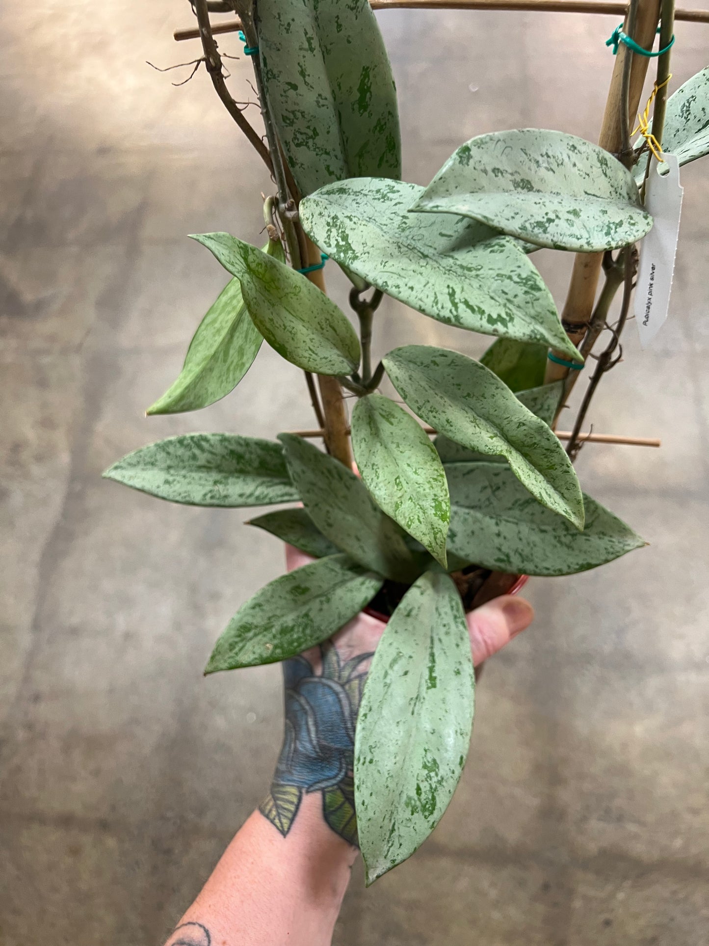 Hoya Pubicalyx pink Silver Slash Ghost