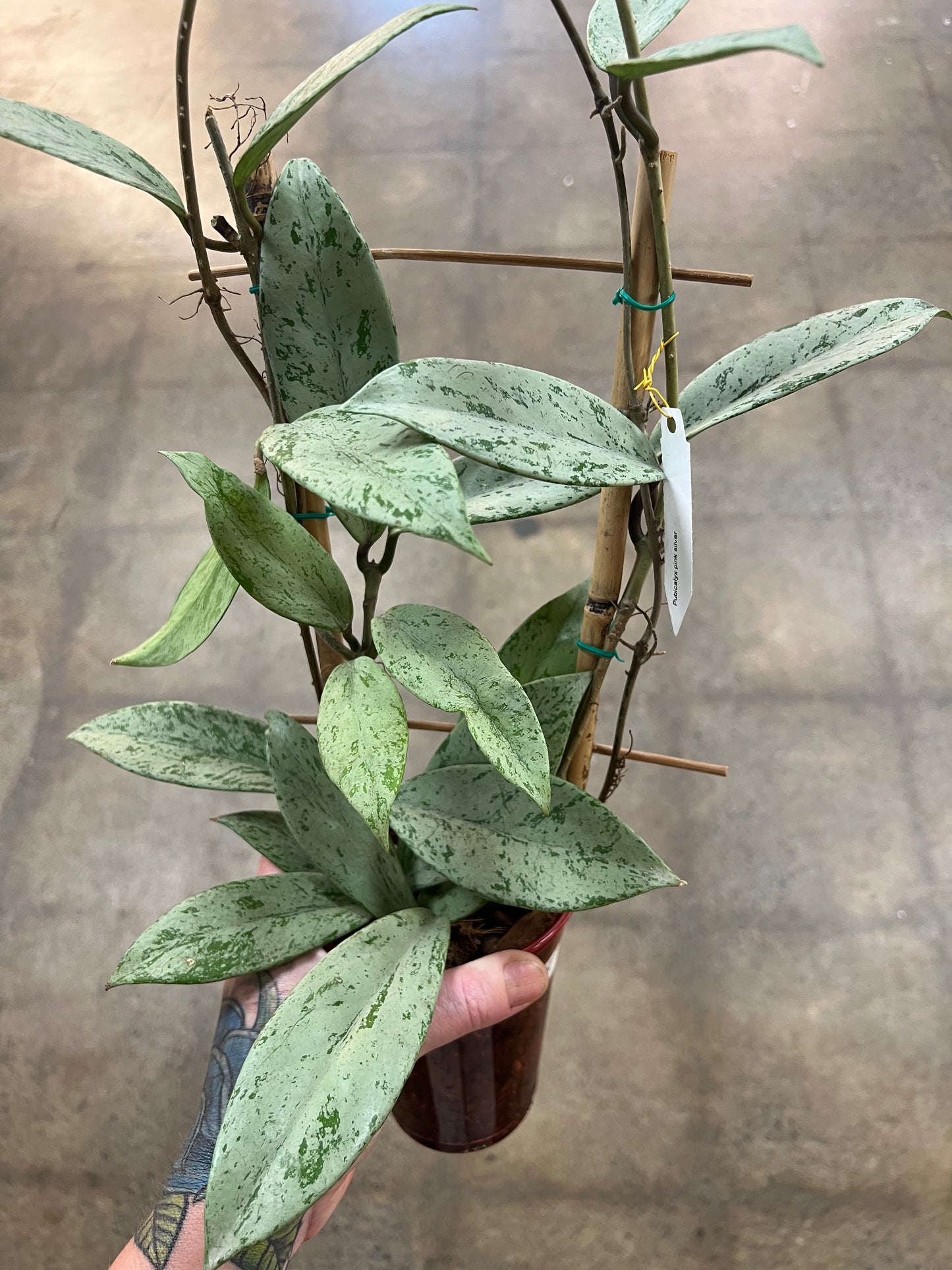 Hoya Pubicalyx pink Silver Slash Ghost