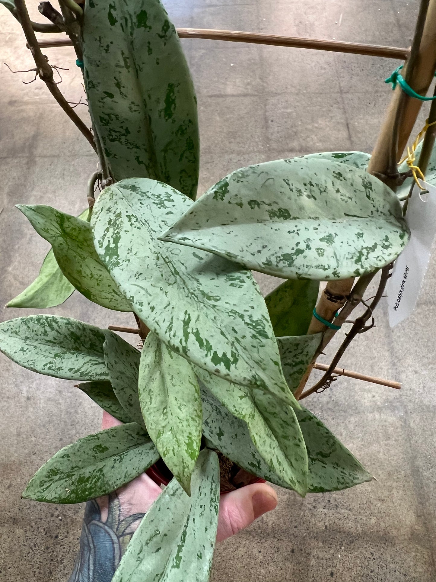 Hoya Pubicalyx pink Silver Slash Ghost