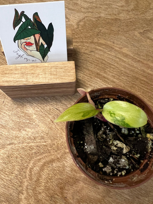 Philodendron Strawberry Shake #2