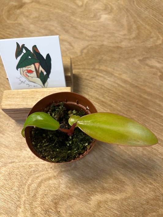 Philodendron Strawberry Shake #1