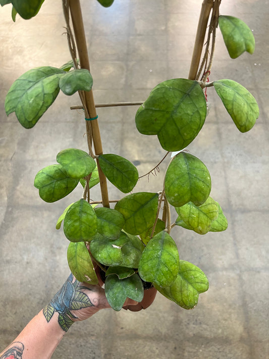 Hoya Deykeae