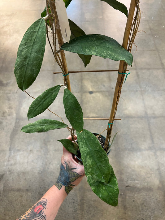 Hoya Peninsularis