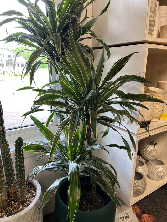 Dracaena Warneckii Ulysse 3'2'1