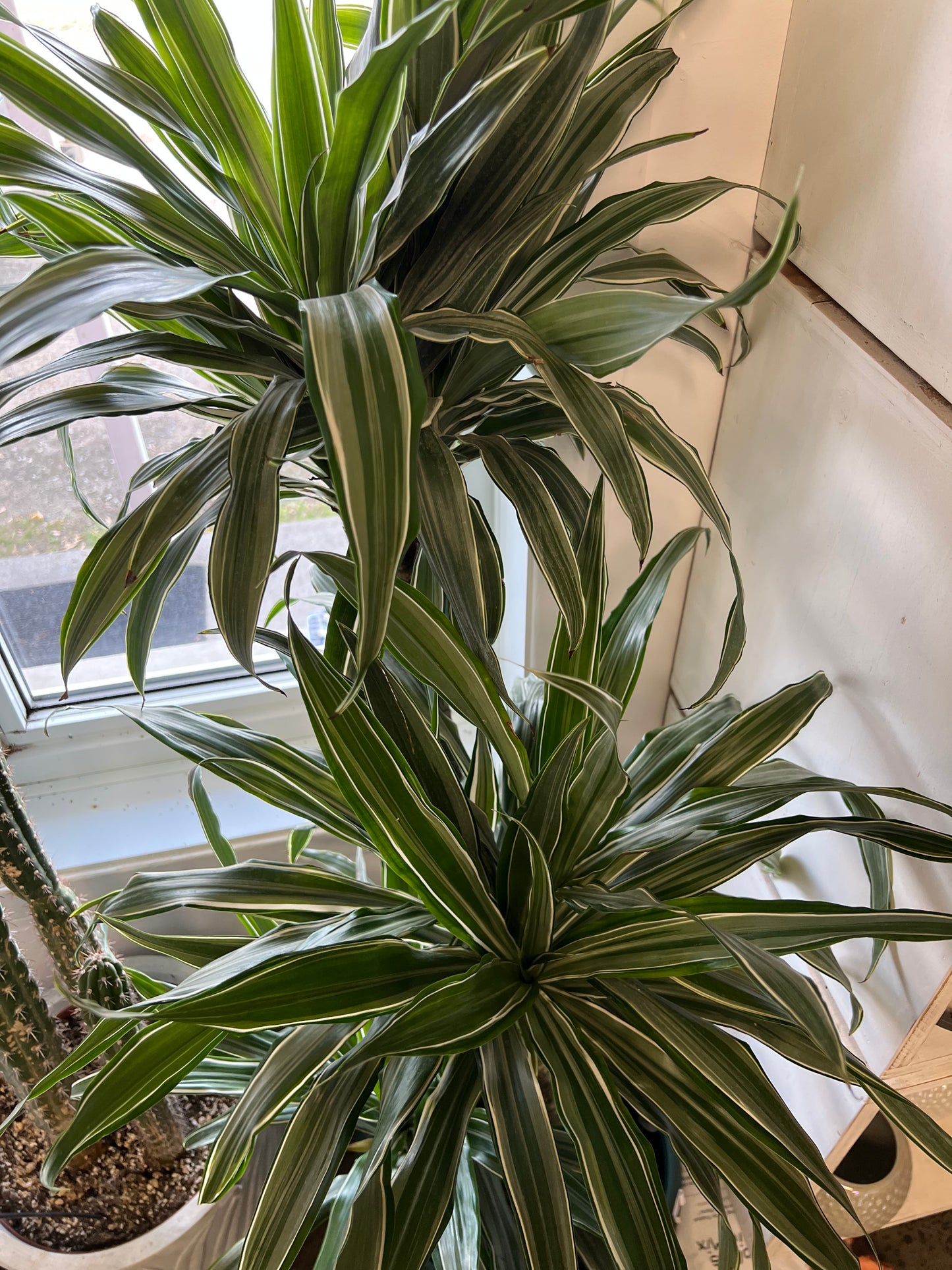 Dracaena Warneckii Ulysse 3'2'1