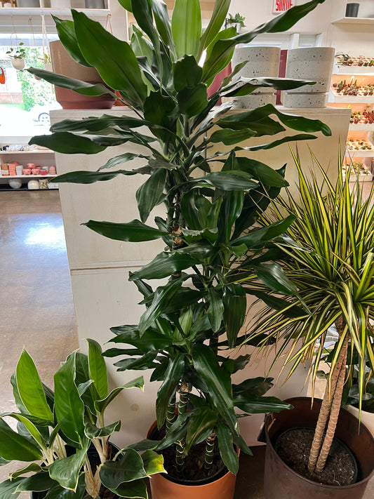 Dracaena Janet Lind 4'3'2'1