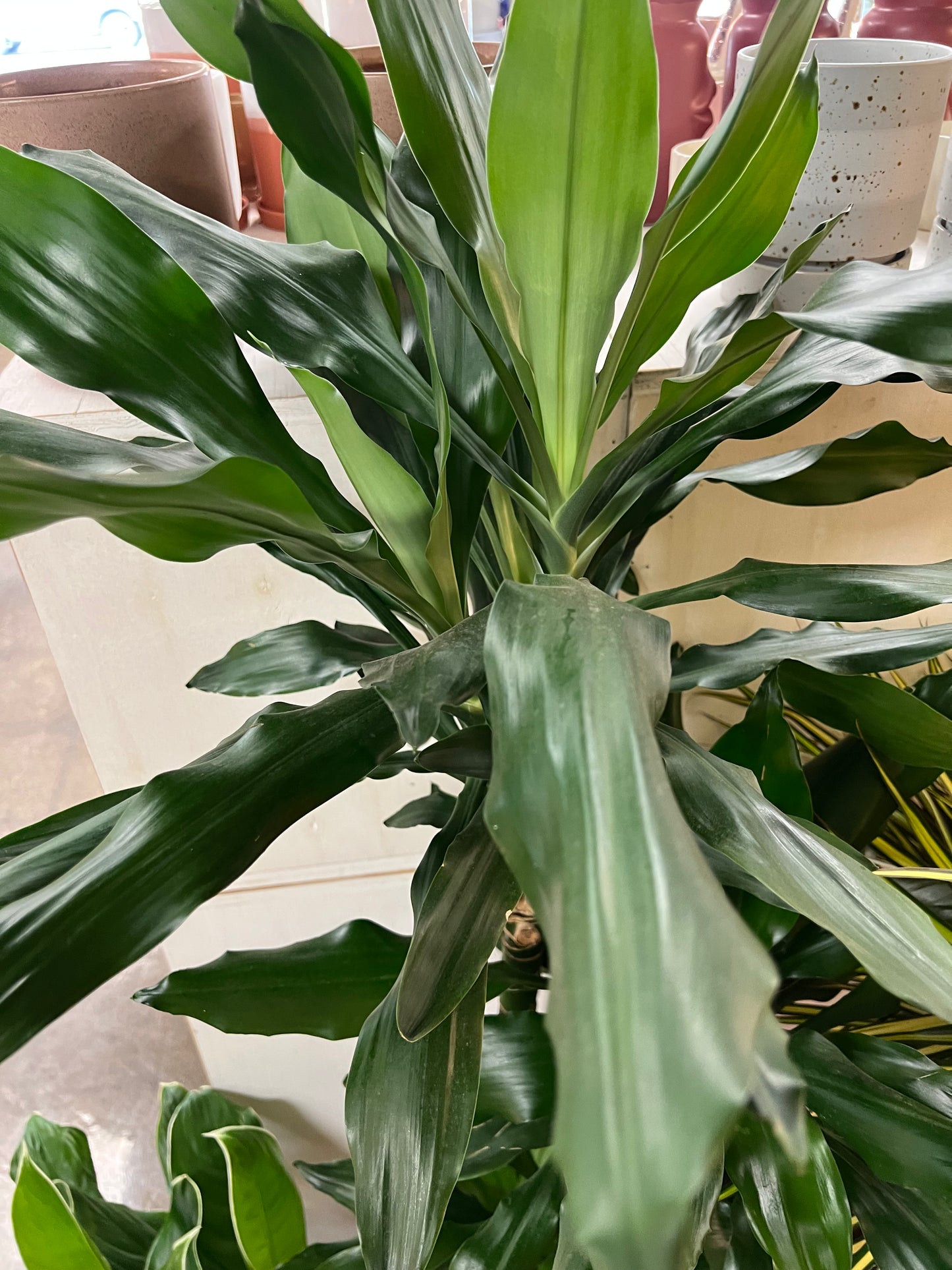 Dracaena Janet Lind 4'3'2'1