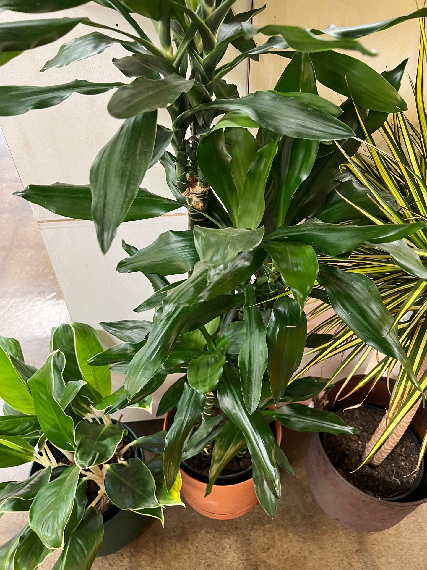 Dracaena Janet Lind 4'3'2'1