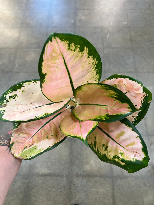Aglaonema Starbucks