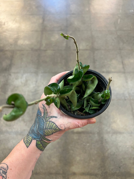 Hoya Compacta