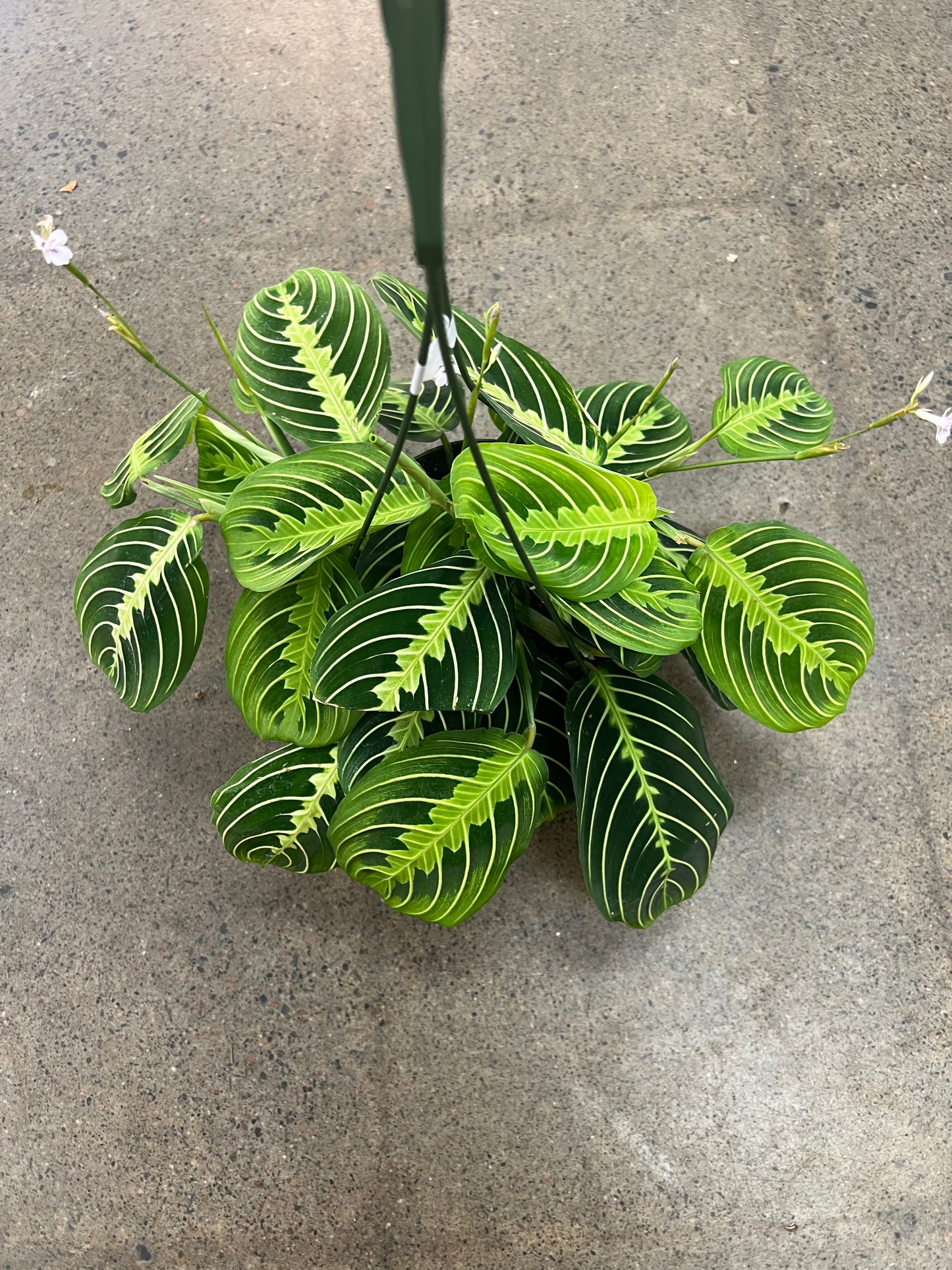 Maranta Lime