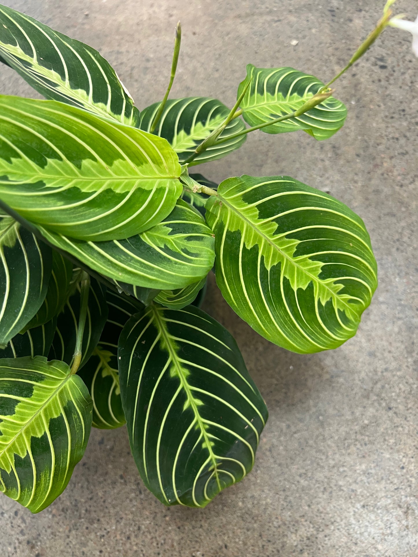 Maranta Lime