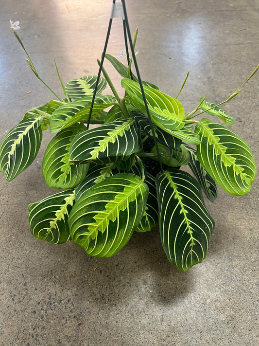 Maranta Lime