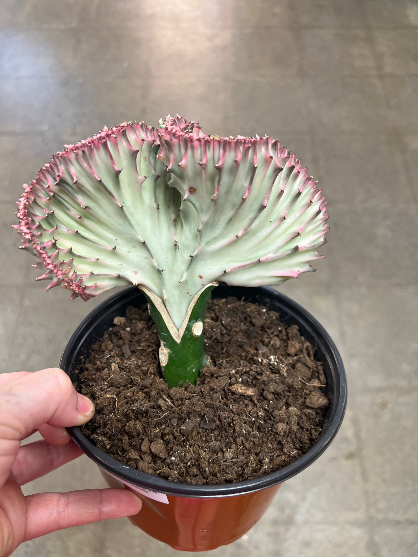 Cactus Lactea Sensuel