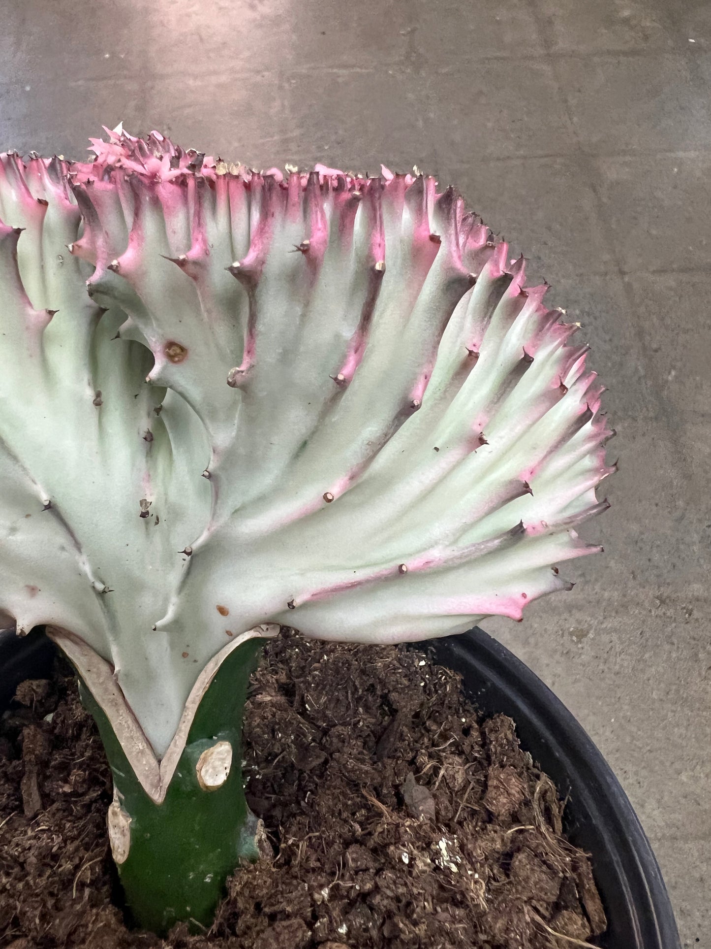 Cactus Lactea Sensuel
