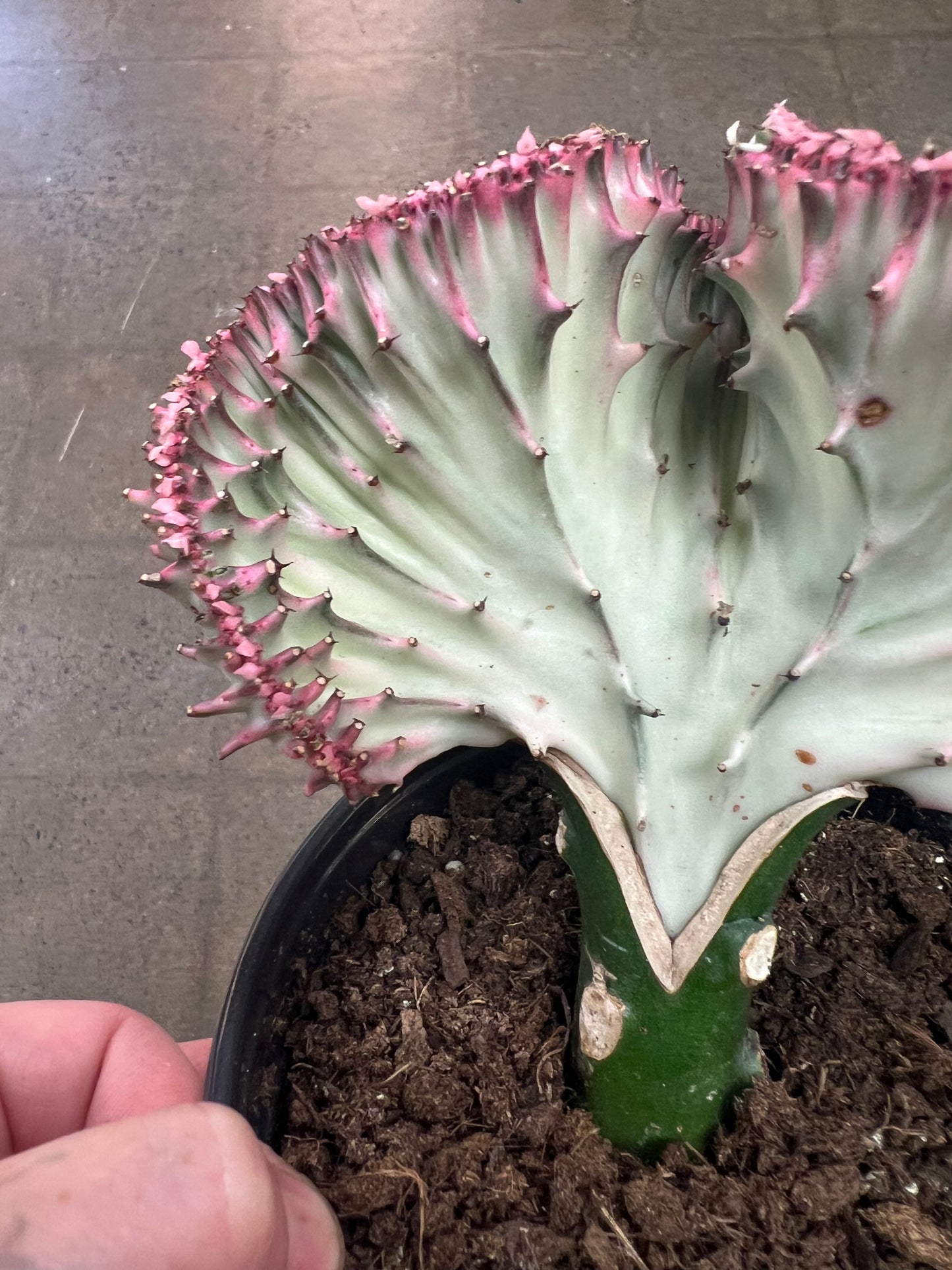 Cactus Lactea Sensuel