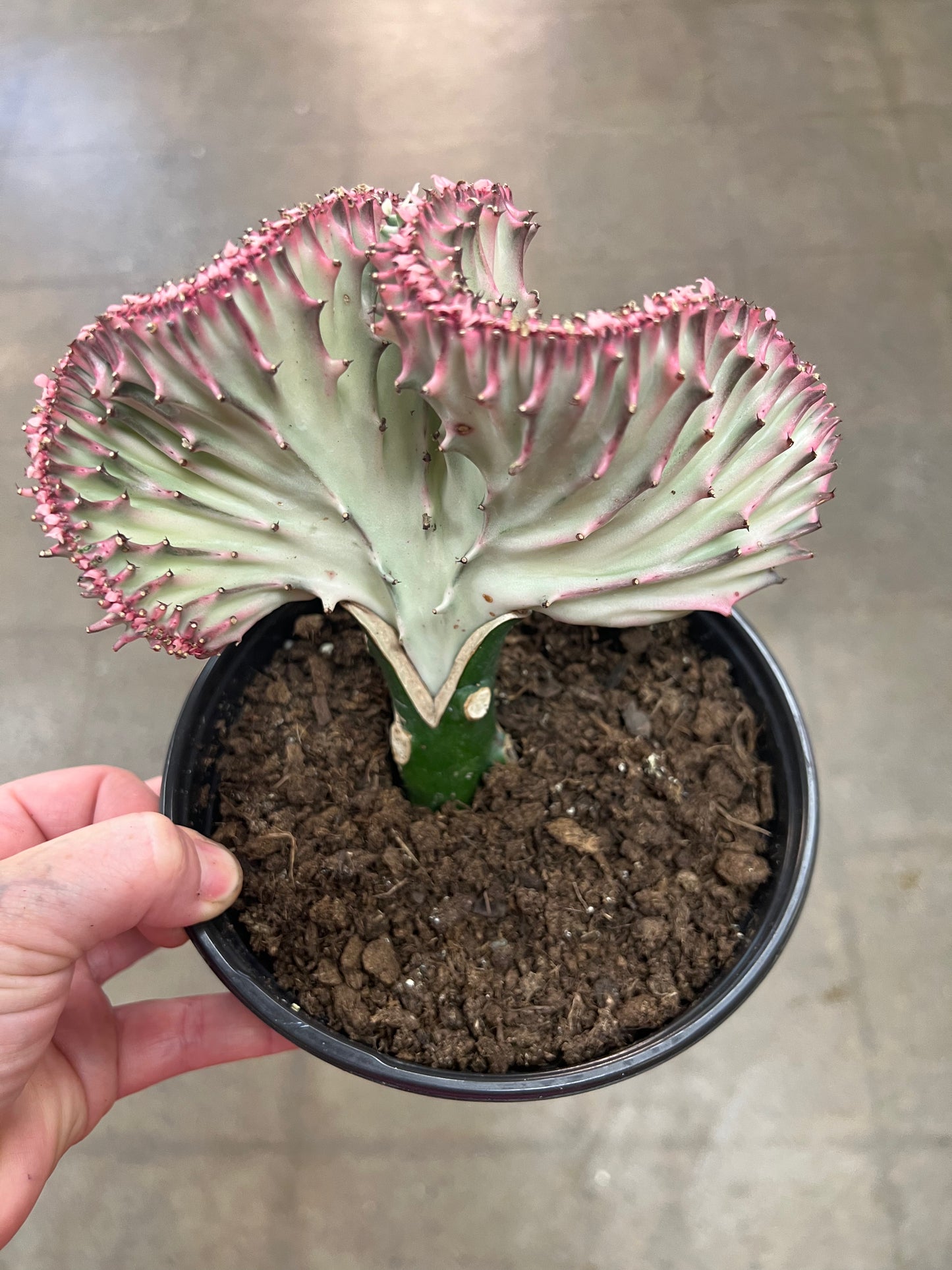 Cactus Lactea Sensuel