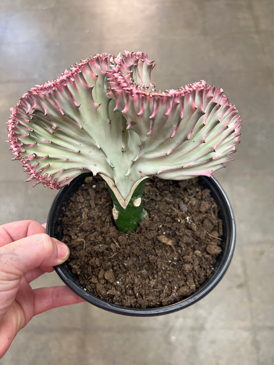 Cactus Lactea Sensuel