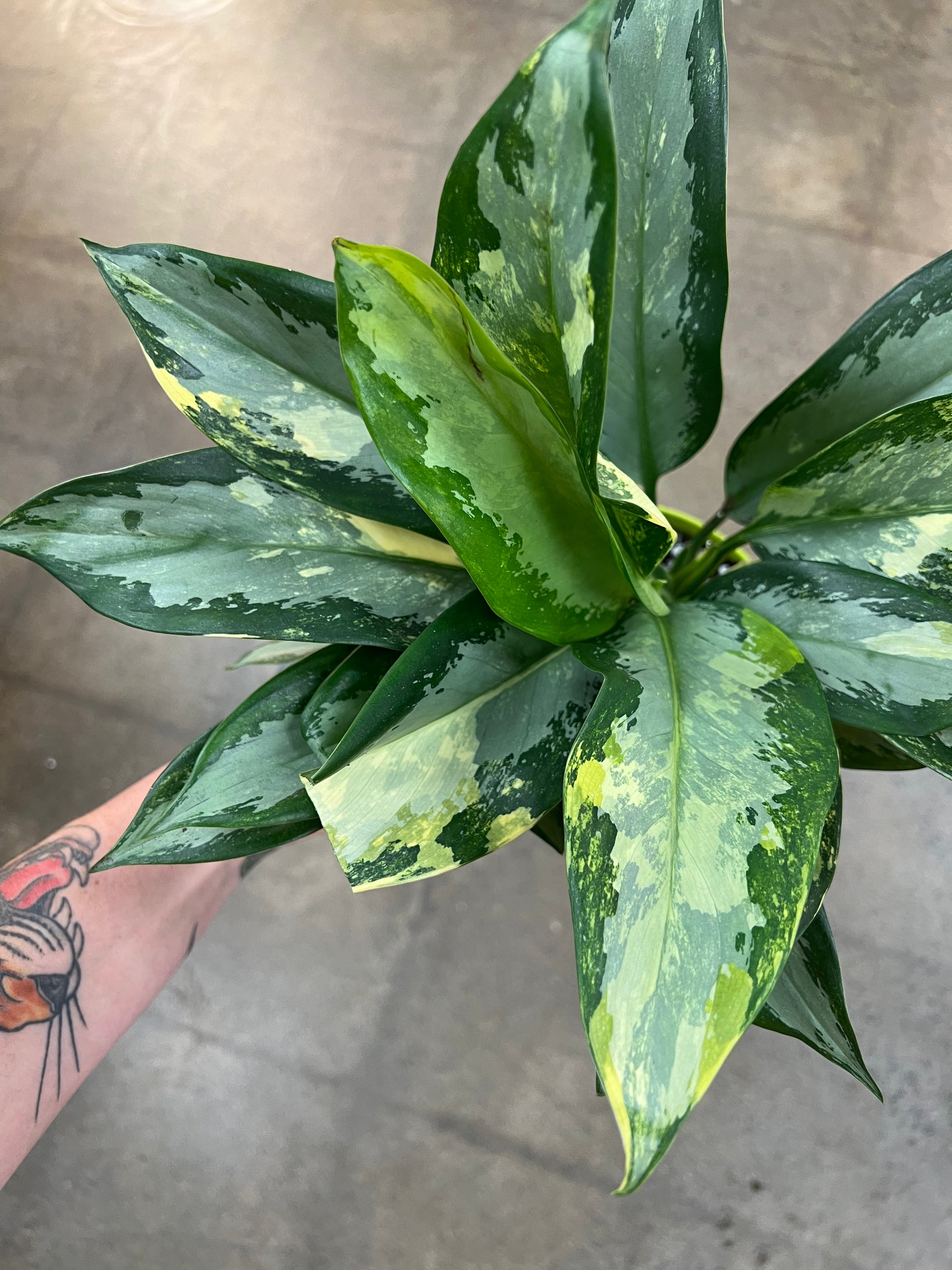 aglaonema suvarnabhumi Aglaonema Suvarnabhumi Variegated