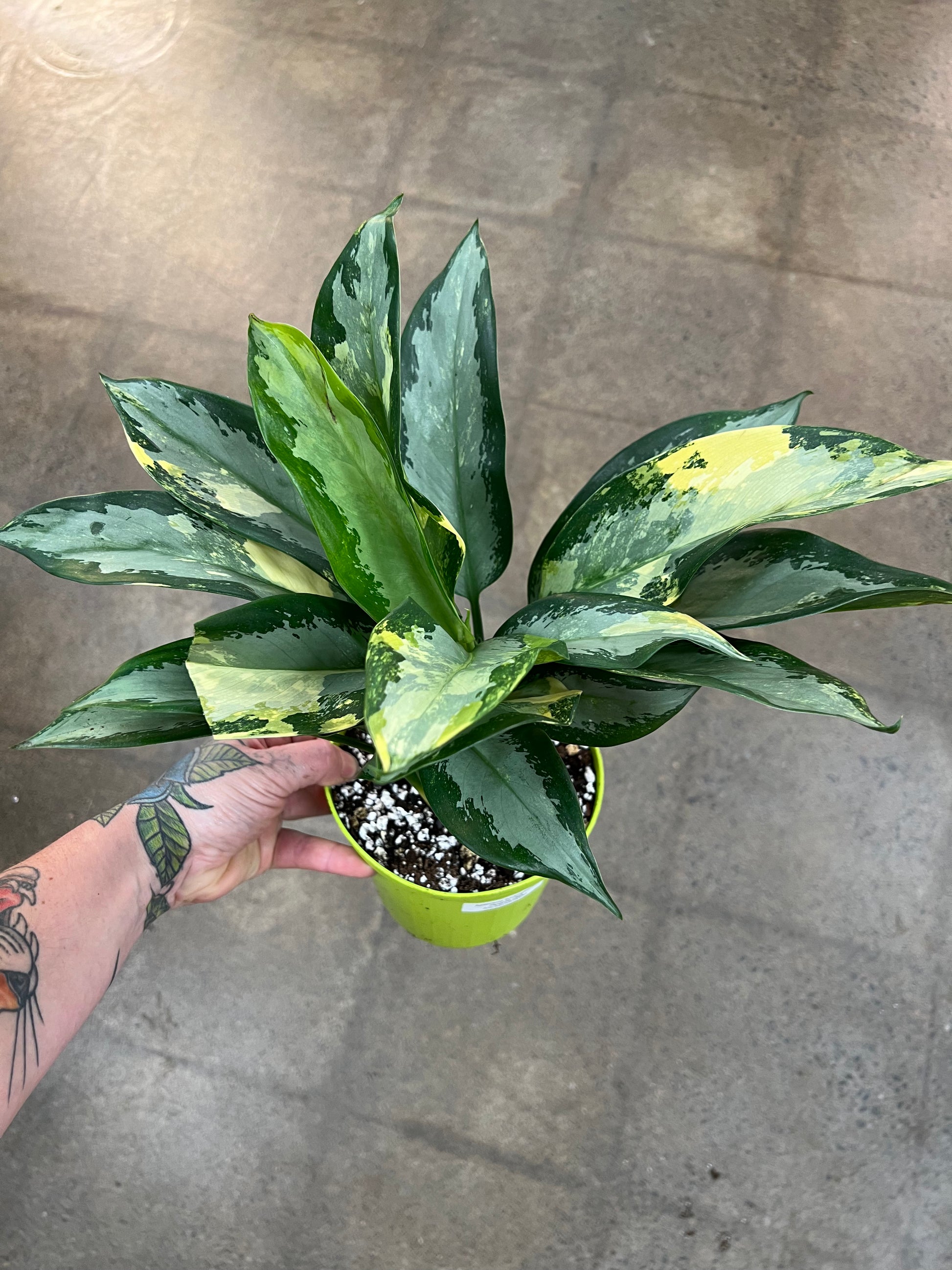 aglaonema suvarnabhumi Aglaonema Suvarnabhumi Variegated