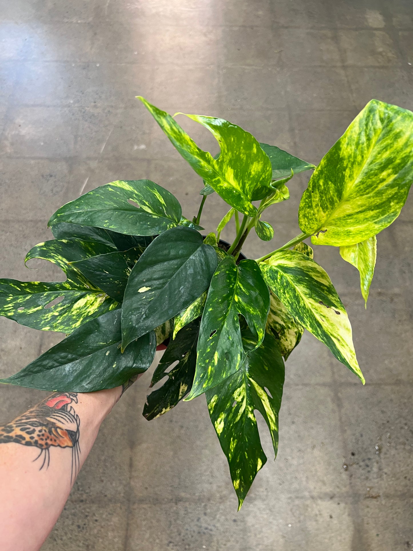 Epipremnum Yellow Sunrise