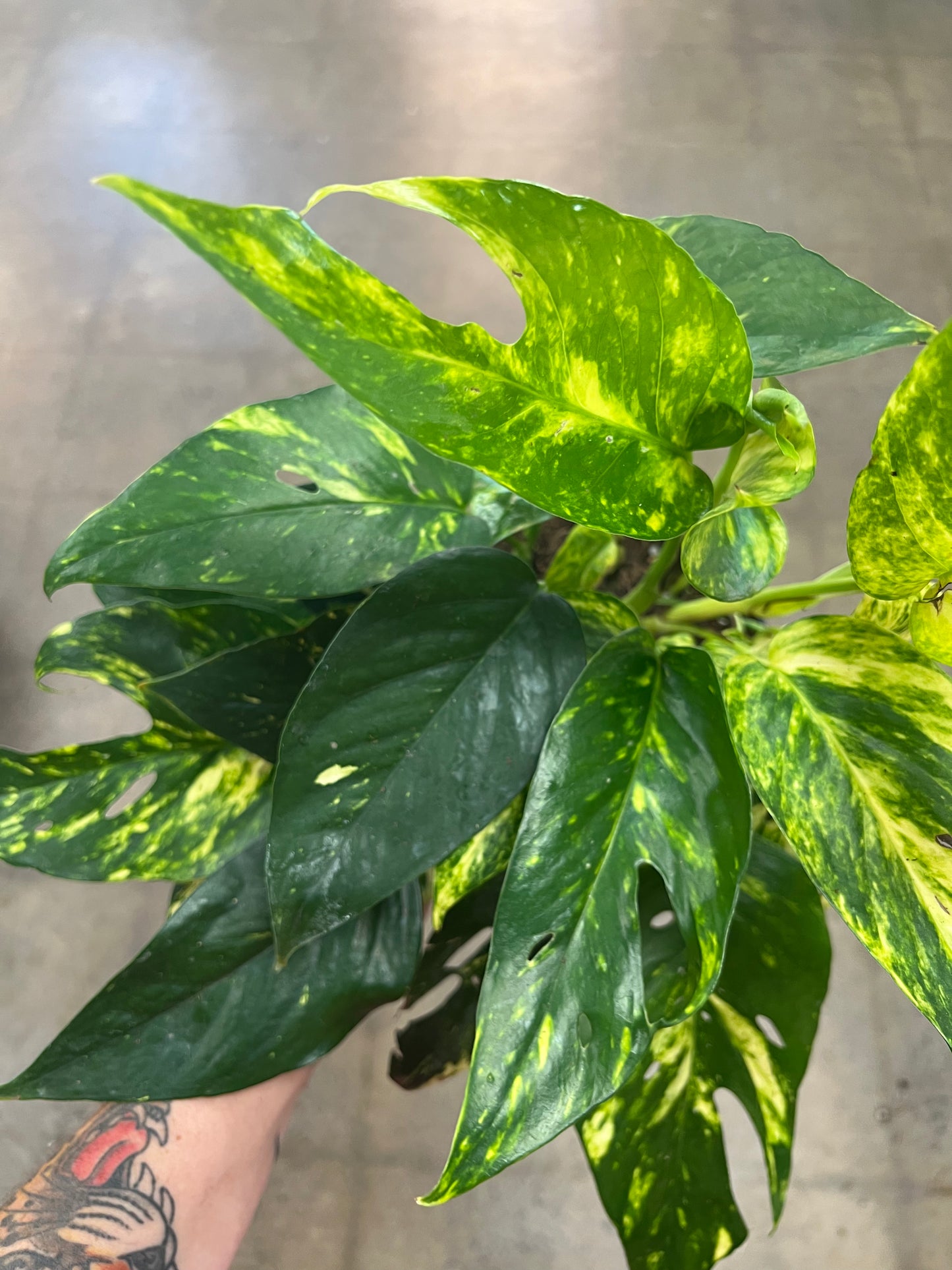 Epipremnum Yellow Sunrise