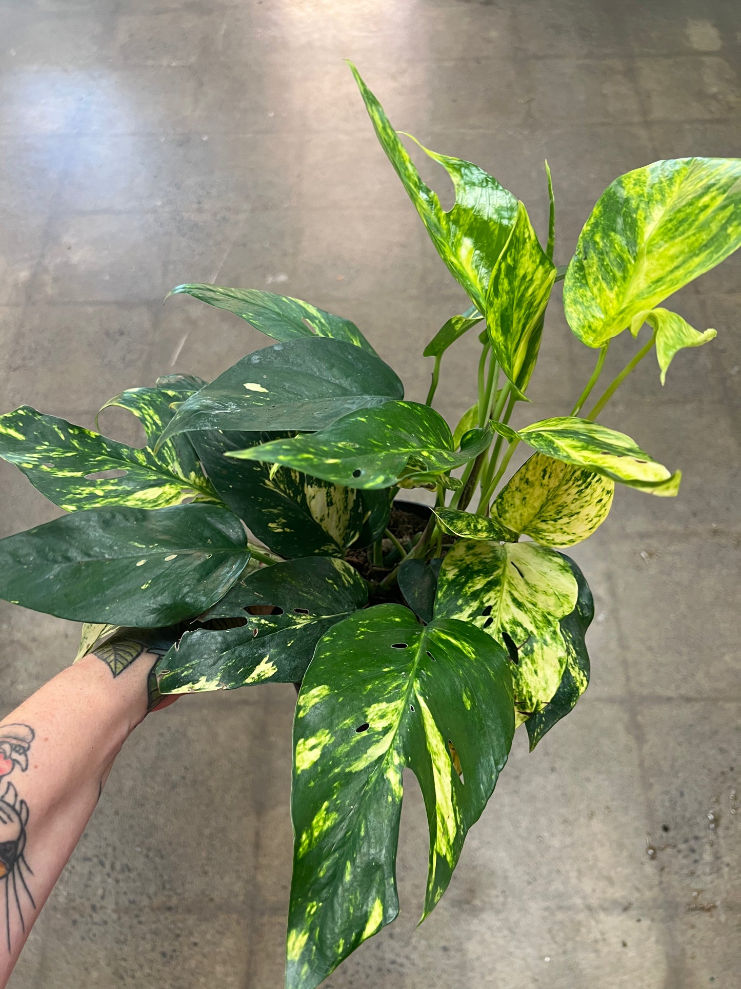 Epipremnum Yellow Sunrise